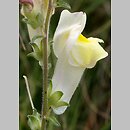 Antirrhinum braun-blanquetii