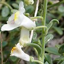 Antirrhinum valentinum
