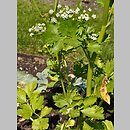 Apium graveolens var. dulce (seler naciowy)
