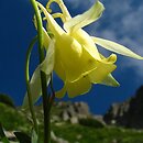 Aquilegia aurea