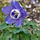 Aquilegia bertolonii (orlik Bertoloniego)