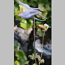Aquilegia caerulea (orlik błękitny)
