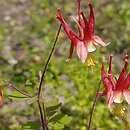 Aquilegia canadensis (orlik kanadyjski)