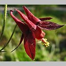 Aquilegia formosa (orlik wspaniały)