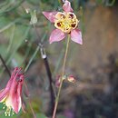 Aquilegia fragrans