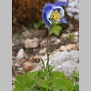 Aquilegia glandulosa (orlik gruczołowaty)