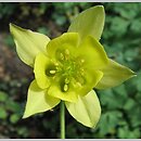 Aquilegia longissima