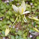 Aquilegia ochroleuca