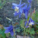 Aquilegia sibirica