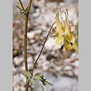 Aquilegia triternata