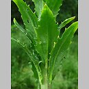 Arabis nemorensis