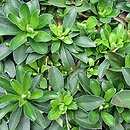 Arabis procurrens (gęsiówka wczesna)
