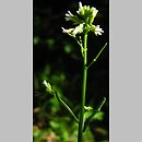 Arabis sagittata (gęsiówka strzałkowata)
