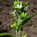 Arabis turrita (gęsiówka wieżyczkowata)