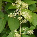 Aralia cordata var. sachalinensis