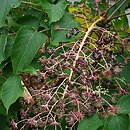 Aralia elata var. mandshurica