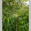 Aralia racemosa (aralia groniasta)