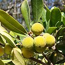 Arbutus unedo (chruścina jagodna)