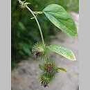 Arctium nemorosum (łopian gajowy)
