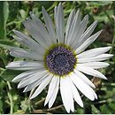 Arctotis venusta