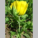 Argemone (argemon)