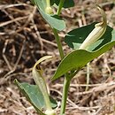 Aristolochia pallida