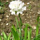 Armeria alliacea