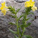 Huynhia pulchra (arnebia piękna)