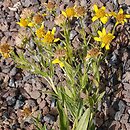 Arnica lanceolata ssp. prima
