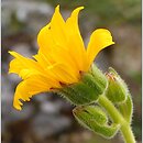 Arnica angustifolia