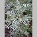 Artemisia maritima (bylica nadmorska)