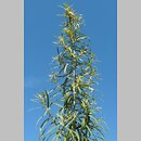 Artemisia umbrosa