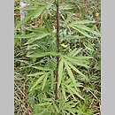 Artemisia verlotiorum (bylica werlocka)