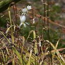 Arthropodium candidum