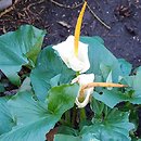 Arum creticum