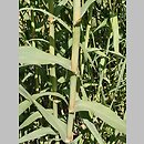 Arundo donax (lasecznica trzcinowata)