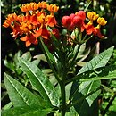 Asclepias curassavica (trojeść kurakaońska)