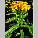 Asclepias tuberosa (trojeść bulwiasta)