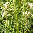 Asclepias verticillata