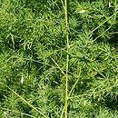 Asparagus pseudoscaber