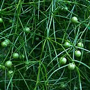 Asparagus verticillatus
