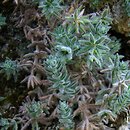 Asperula arcadiensis (marzanka arkadyjska)