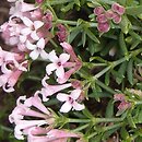 Asperula aristata