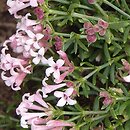 Asperula (marzanka)