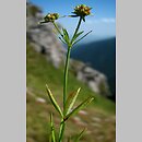 Asperula capitata (marzanka główkowata)