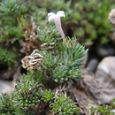 Asperula daphneola