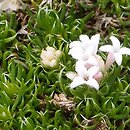 Asperula nitida