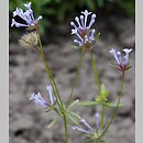 Asperula orientalis (marzanka wschodnia)