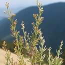 Asperula purpurea