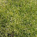 Asperula scutellaris